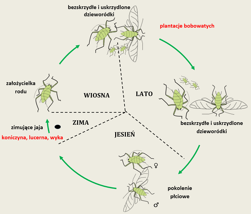 mszyca grochowa-cykl rozwojowy